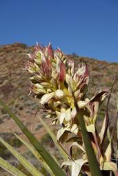 Agave in bloom [fri mar 18 08:37:52 mdt 2022]